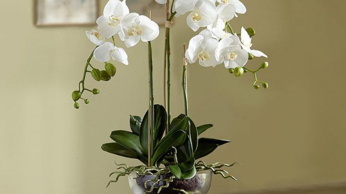 Как правильно обрезать орхидею после цветения в домашних условиях: советы по обрезке и уходу